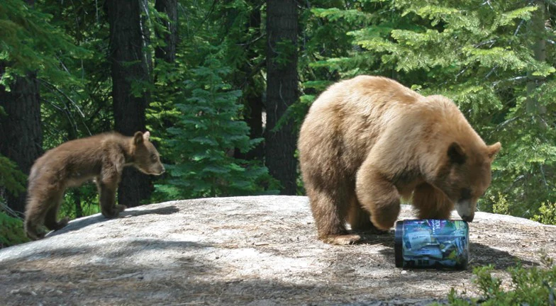 Bear Vault Food Container - Image 4