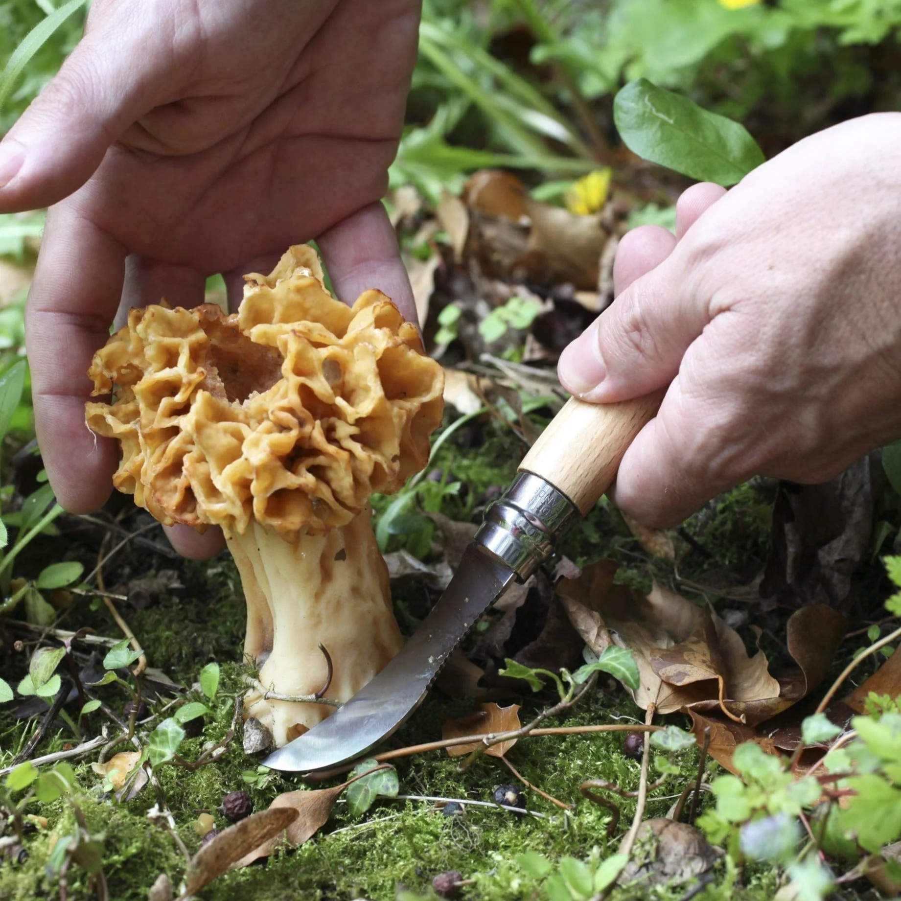 Opinel No.08 Stainless Steel Mushroom Knife - Image 3